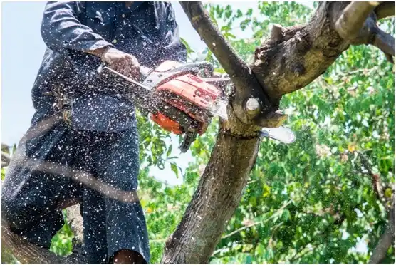 tree services Homeacre-Lyndora